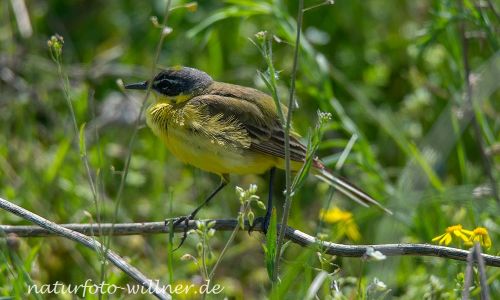 Schafstelze 19 Foto W. Willner