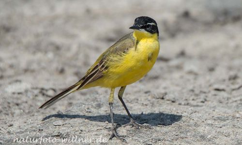 Schafstelze 25 Foto W. Willner