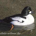 Schellente Erpel (Bucephala clangula)