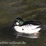 Schellente Erpel (Bucephala clangula)