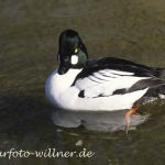 Schellente Erpel (Bucephala clangula)