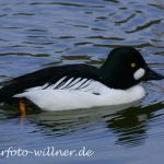 Schellentenerpel (Bucephala clangula)