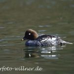 Schellenten Weibchen (Bucephala clangula)