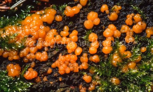 Schleimpilz Foto W. Willner 197