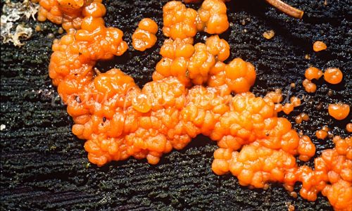 Schleimpilz Foto W. Willner 198