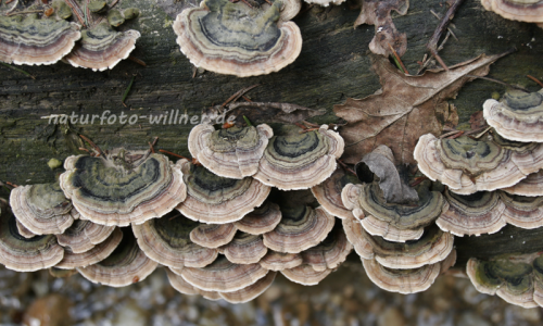 Schmetterlings-Tramete (Trametes versicolor) 1 Foto W. Willner