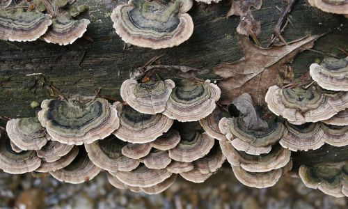 Schmetterlings-Tramete Trametes versicolor Foto W. Willner 1