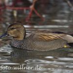 Schnatterente 11 Naturfotoarchiv Willner