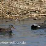 Schnatterente 2 Foto W. Willner
