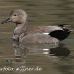 Schnatterente (Naturfoto Willner).tif-3