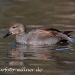 Schnatterente (Naturfoto Willner).tif