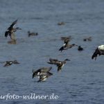 Schnatterente (Anas strepera)