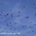 Schnatterente (Anas strepera)