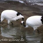 Schneekranich Foto W. Willner12