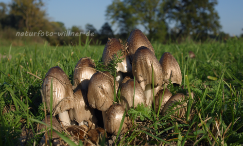 Schopftintling 6 W. Willner