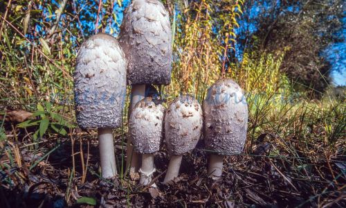 Schopftintling Coprinus comatus Foto W. Willner_7858