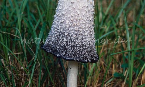 Schopftintling Coprinus comatus Foto W. Willner_8059