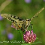 Schwalbenschwanz 2 Foto W. Willner