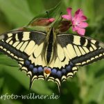 Schwalbenschanz (Papilio machaon)