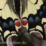 Schwalbenschwanz 45 Foto W. Willner