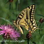 Schwalbenschwanz 5 Foto W. Willner