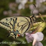 Schwalbenschwanz 50 Foto W. Willner