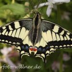 Schwalbenschwanz 55 Foto W. Willner