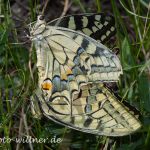 Schwalbenschwanz Paarung Papilio machaon Foto W. Willner IMG_9983