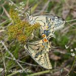 Schwalbenschwanz Paarung Papilio machaon Foto W. Willner IMG_9984