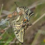 Schwalbenschwanz Paarung Papilio machaon Foto W. Willner IMG_9986