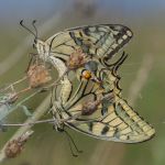 Schwalbenschwanz Paarung Papilio machaon Foto W. Willner IMG_9998