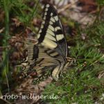 Schwalbenschwanz (Papilio machaon) Eiablage 19 Foto W. Willner