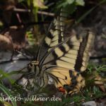 Schwalbenschwanz (Papilio machaon) Eiablage 7 Foto W. Willner