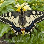 Schwalbenschwanz (Papilio machaon) Foto Wolfgang Willner Naturfoto-3