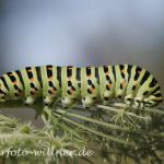 Schwalbenschwanzraupe 22 Foto W. Willner