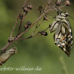 Schwalbenschwanzschlupf 3 Foto W. Willner