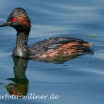 Schwarzhalstaucher (Podiceps nigricollis)