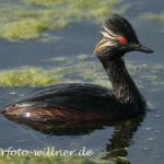 Schwarzhalstaucher 147 Foto W. Willner