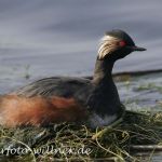 Schwarzhalstaucher (Podiceps nigricollis)