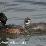 Schwarzhalstaucher mit Jungvogel 34 Foto W. Willner