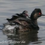 Schwarzhalstaucher mit Jungvogel 53 Foto W. Willner