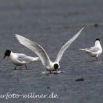 Schwarzkopfmöwe (Larus melanocephalus)