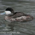 Schwarzkopfruderente 3 Foto W. Willner