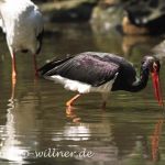 Schwarzstorch (Ciconia nigra)