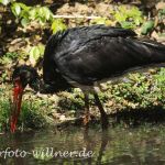 Schwarzstorch (Ciconia nigra)