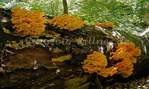 Schwefel-Porling (Grifola sulphurea)