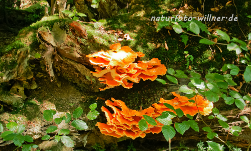 Schwefelporling 2 Foto W. Willner