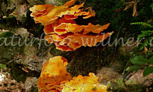 Schwefel-Porling (Grifola sulphurea)