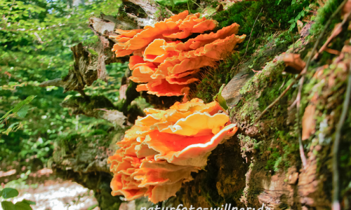 Schwefelporling 8 Foto W. Willner