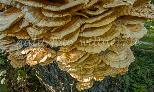 Schwefelporling an Weide Foto W. Willner_2016-09-07_1729_C0002_000071